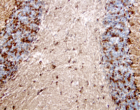 Spinesin was detected in perfusion fixed frozen sections of mouse brain (cerebellum) using Goat Anti-Mouse Spinesin Antigen Affinity-purified Polyclonal Antibody (Catalog # AF1928) at 15 &micro;g/mL overnight at 4 &deg;C. Tissue was stained using the Anti-Goat HRP-DAB Cell & Tissue Staining Kit (brown; Catalog # CTS008) and counterstained with hematoxylin (blue). Specific labeling was localized to the cytoplasm of neurons in the granular cell layer. View our protocol for Chromogenic IHC Staining of Frozen Tissue Sections.