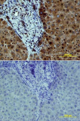Immunohistochemistry Src [p Tyr419] Antibody [Unconjugated]