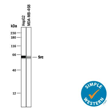 Simple Western lane view shows lysates of HepG2 human hepatocellular carcinoma cell line and MDA-MB-468 human breast cancer cell line, loaded at 0.2 mg/mL. A specific band was detected for Src at approximately 62 kDa (as indicated) using 25 µg/mL of Goat Anti-Human/Mouse/Rat Src Antigen Affinity-purified Polyclonal Antibody (Catalog # AF3389) followed by 1:50 dilution of HRP-conjugated Anti-Goat IgG Secondary Antibody (Catalog # HAF109). This experiment was conducted under reducing conditions and using the 12-230 kDa separation system.