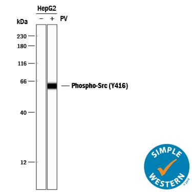 <b>Biological Strategies Validation. </b>Simple Western lane view shows lysates of HepG2 human hepatocellular carcinoma cell line untreated (-) or treated (+) with 1 mM Pervanadate (PV) for 5 minutes, loaded at 0.2 mg/mL. A specific band was detected for Src at approximately 62 kDa (as indicated) using 1 µg/mL of Rabbit Anti-Human Phospho-Src (Y416) Monoclonal Antibody (Catalog # MAB2685) . This experiment was conducted under reducing conditions and using the 12-230 kDa separation system.
