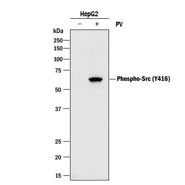 Western blot shows lysates of HepG2 human hepatocellular carcinoma cell line untreated (-) or treated (+) with 1 mM Pervanadate (PV) for 5 minutes. PVDF membrane was probed with 0.1 µg/mL of Rabbit Anti-Human Phospho-Src (Y416) Monoclonal Antibody (Catalog # MAB2685) followed by HRP-conjugated Anti-Rabbit IgG Secondary Antibody (Catalog # HAF008). A specific band was detected for Src at approximately 60 kDa (as indicated). This experiment was conducted under reducing conditions and using Immunoblot Buffer Group 1.