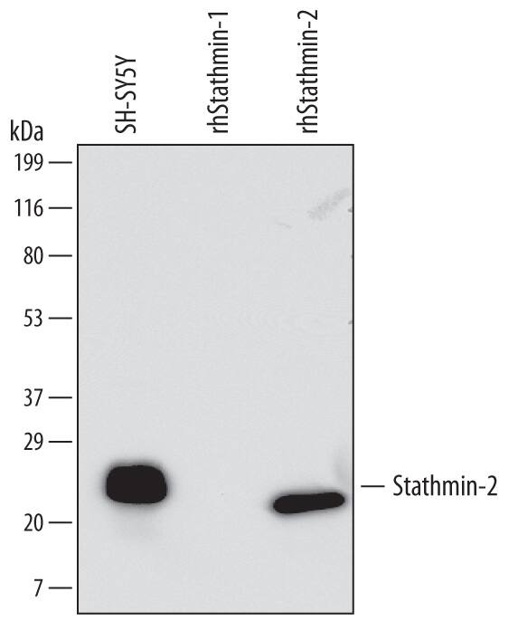 Western blot shows lysates of SH-SY5Y human neuroblastoma cell line. PVDF membrane was probed with 0.05 µg/mL of Mouse Anti-Human Stathmin-2/STMN2 Monoclonal Antibody (Catalog # MAB6930) followed by HRP-conjugated Anti-Mouse IgG Secondary Antibody (Catalog # HAF007). For additional reference, recombinant human Stathmin-1 and recombinant human Stathmin-2 (20 ng/lane) were included. A specific band was detected for Stathmin-2/STMN2 at approximately 25 kDa (as indicated). This experiment was conducted under reducing conditions and using Immunoblot Buffer Group 1.