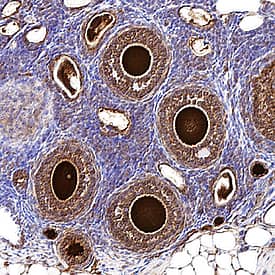 Immunohistochemistry Stella/Dppa3 Antibody [Unconjugated]