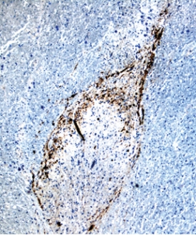 Immunohistochemistry Substance P Antibody (266815)