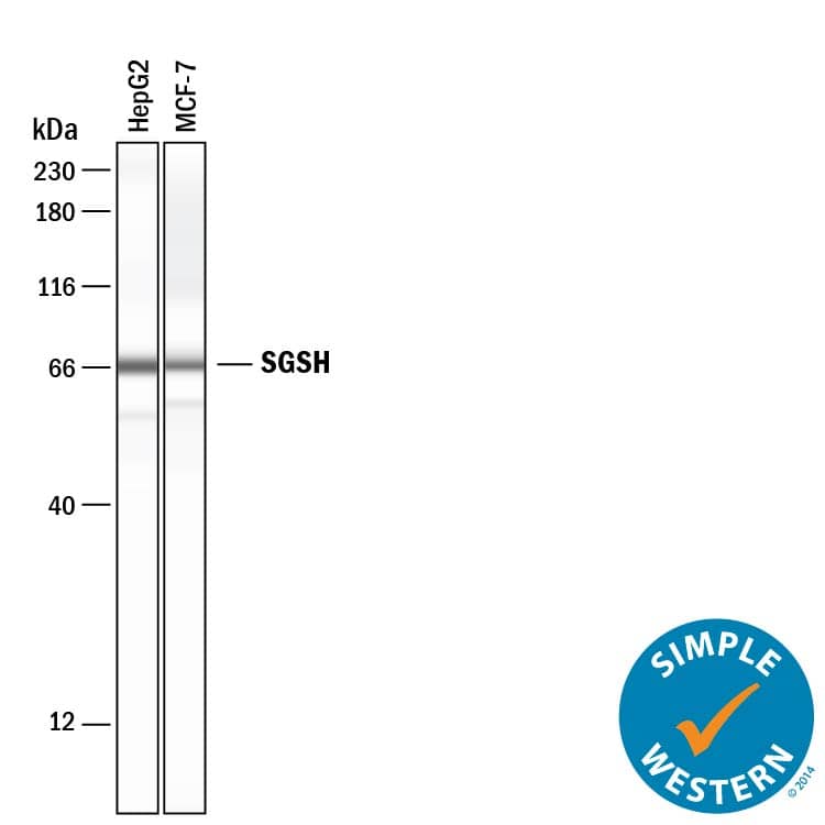 Simple Western lane view shows lysates of HepG2 human hepatocellular carcinoma cell line and MCF‑7 human breast cancer cell line, loaded at 0.2 mg/mL. A specific band was detected for Sulfamidase/SGSH at approximately 70 kDa (as indicated) using 20 µg/mL of Mouse Anti-Human/Mouse Sulfamidase/SGSH Monoclonal Antibody (Catalog # MAB83801) . This experiment was conducted under reducing conditions and using the 12-230 kDa separation system.