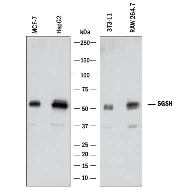 Western blot shows lysates of MCF-7 human breast cancer cell line, HepG2 human hepatocellular carcinoma cell line, 3T3-L1 mouse embryonic fibroblast adipose-like cell line, and RAW 264.7 mouse monocyte/macrophage cell line. PVDF membrane was probed with 2 µg/mL of Mouse Anti-Human/Mouse Sulfamidase/SGSH Monoclonal Antibody (Catalog # MAB83801) followed by HRP-conjugated Anti-Mouse IgG Secondary Antibody (Catalog # HAF018). A specific band was detected for Sulfamidase/SGSH at approximately 55 kDa (as indicated). This experiment was conducted under reducing conditions and using Immunoblot Buffer Group 1.