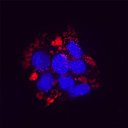 Sulfamidase/SGSH was detected in immersion fixed HT-29 human colon adenocarcinoma cell line (positive stain) and U937 human histiocytic lymphoma cell line (negative stain) using Mouse Anti-Human Sulfamidase/SGSH Monoclonal Antibody (Catalog # MAB8380) at 8 µg/mL for 3 hours at room temperature. Cells were stained using the NorthernLights™ 557-conjugated Anti-Mouse IgG Secondary Antibody (red; Catalog # NL007) and counterstained with DAPI (blue). Specific staining was localized to cytoplasm. View our protocol for Fluorescent ICC Staining of Cells on Coverslips.