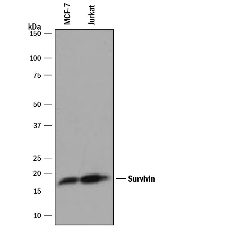 Western blot shows lysates of MCF-7 human breast cancer cell line and Jurkat human acute T cell leukemia cell line. PVDF membrane was probed with 1 µg/mL of Goat Anti-Human Survivin Antigen Affinity-purified Polyclonal Antibody (Catalog # AF6471) followed by HRP-conjugated Anti-Goat IgG Secondary Antibody (HAF109). A specific band was detected for Survivin at approximately 18 kDa (as indicated). This experiment was conducted under reducing conditions and using Immunoblot Buffer Group 1.