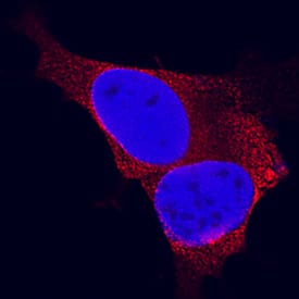 Synaptophysin was detected in immersion fixed SH-SY5Y human neuroblastoma cell line using Mouse Anti-Human Synaptophysin Monoclonal Antibody (Catalog # MAB5555) at 8 µg/mL for 3 hours at room temperature. Cells were stained using the NorthernLights™ 557-conjugated Anti-Mouse IgG Secondary Antibody (red; Catalog # NL007) and counterstained with DAPI (blue). Specific staining was localized to cytoplasm. View our protocol for Fluorescent ICC Staining of Cells on Coverslips.
