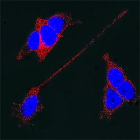 SH-SY5Y human neuroblastoma cells were cultured overnight in the presence of 1 mM Retinoic Acid (Catalog # 0695/50) prior to immersion fixation. Synaptotagmin-1 was detected using a Mouse Anti-Rat Synaptotagmin-1 Monoclonal Antibody (Catalog # MAB4364). The cells were stained with the NorthernLights 557-conjugated Donkey Anti-Mouse IgG Affinity-purified Secondary Antibody (red; Catalog # NL007). The cell nuclei were counterstained with DAPI (blue). Synaptotagmin-1 immunoreactivity was localized to synaptic vesicles in the cytoplasm and on the plasma membrane. View our protocol for Fluorescent ICC Staining of Cells on Coverslips.