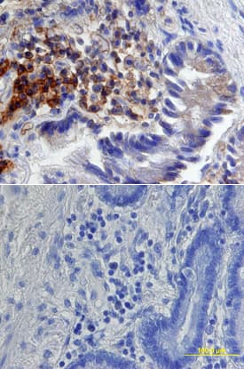 Immunohistochemistry Syndecan-1/CD138 Antibody