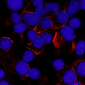 Syndecan-1/CD138 was detected in immersion fixed U266 human myeloma cell line using Rat Anti-Human Syndecan-1/CD138 Monoclonal Antibody (Catalog # MAB2780) at 3 µg/mL for 3 hours at room temperature. Cells were stained using the NorthernLights™ 557-conjugated Anti-Rat IgG Secondary Antibody (red; Catalog # NL013) and counterstained with DAPI (blue). Specific staining was localized to plasma membrane. View our protocol for Fluorescent ICC Staining of Non-adherent Cells.