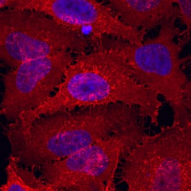 Immunocytochemistry Syndecan-4 Antibody [Unconjugated]