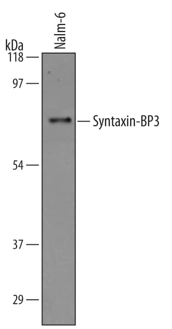 Western Blot Syntaxin-BP3/Munc18c Antibody [Unconjugated]