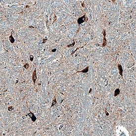Immunohistochemistry Syntaxin 12 Antibody [Unconjugated]