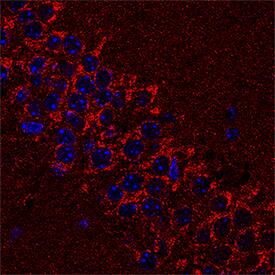 Immunohistochemistry Syntaxin 12 Antibody [Unconjugated]