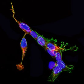 Immunocytochemistry Syntaxin 1A Antibody [Unconjugated]