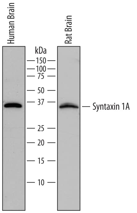 Western blot shows lysates of human brain tissue and rat brain tissue. PVDF membrane was probed with 0.1 µg/mL of Mouse Anti-Human Syntaxin 1A Monoclonal Antibody (Catalog # MAB7237) followed by HRP-conjugated Anti-Mouse IgG Secondary Antibody (Catalog # HAF018). A specific band was detected for Syntaxin 1A at approximately 35 kDa (as indicated). This experiment was conducted under reducing conditions and using Immunoblot Buffer Group 1.