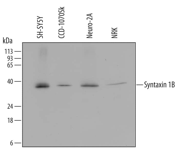 Western Blot Syntaxin 1B Antibody (676204) [Unconjugated]