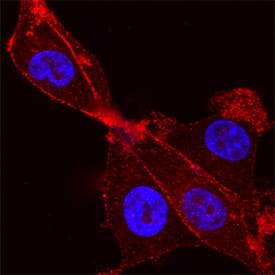 Immunocytochemistry Syntaxin 4 Antibody (884637) [Unconjugated]