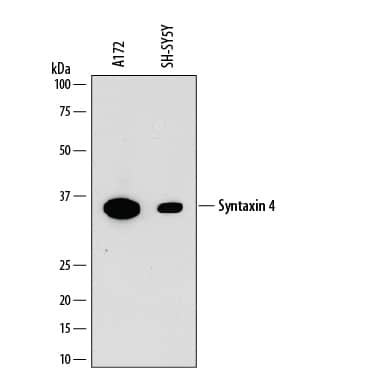Western Blot Syntaxin 4 Antibody (884637) [Unconjugated]