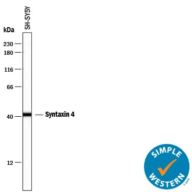 Simple Western lane view shows lysates of SH‑SY5Y human neuroblastoma cell line, loaded at 0.5 mg/mL. A specific band was detected for Syntaxin 4 at approximately 42 kDa (as indicated) using 2.5 µg/mL of Mouse Anti-Human Syntaxin 4 Monoclonal Antibody (Catalog # MAB7894) . This experiment was conducted under reducing conditions and using the 12-230 kDa separation system.