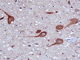 Immunohistochemistry Syntaxin 5 Antibody [Unconjugated]