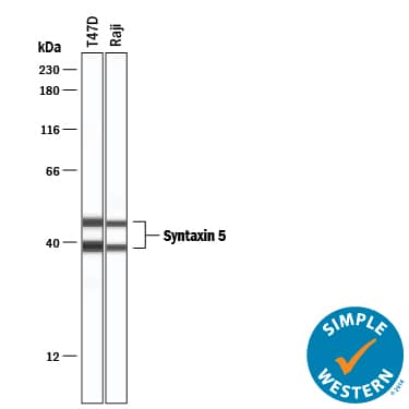 Simple Western lane view shows lysates of T47D human breast cancer cell line and Raji human Burkitt's lymphoma cell line, loaded at 0.2 mg/mL. Specific bands were detected for Syntaxin 5 at approximately 39 and 47 kDa (as indicated) using 25 µg/mL of Goat Anti-Human/Rat Syntaxin 5 Antigen Affinity-purified Polyclonal Antibody (Catalog # AF5687) followed by 1:50 dilution of HRP-conjugated Anti-Goat IgG Secondary Antibody (Catalog # HAF109). This experiment was conducted under reducing conditions and using the 12-230 kDa separation system.