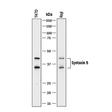 Western Blot Syntaxin 5 Antibody [Unconjugated]