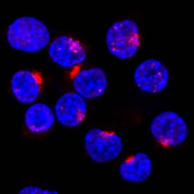 Syntaxin 6 was detected in formaldehyde fixed HeLa human cervical epithelial carcinoma cell line using Sheep Anti-Human Syntaxin 6 Biotinylated Antigen Affinity-purified Polyclonal Antibody (Catalog # BAF5664) at 15 µg/mL for 3 hours at room temperature. Cells were stained using the NorthernLights™ 557-conjugated Streptavidin (red; Catalog # NL999) and counterstained with DAPI (blue). Specific staining was localized to Golgi bodies. View our protocol for Fluorescent ICC Staining of Cells on Coverslips.