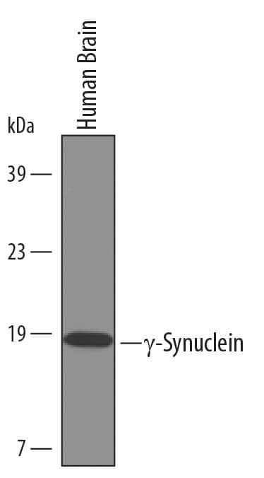 Western blot shows lysates of human brain tissue. PVDF Membrane was probed with 1 µg/mL of Human gamma-Synuclein Antigen Affinity-purified Polyclonal Antibody (Catalog # AF5745) followed by HRP-conjugated Anti-Sheep IgG Secondary Antibody (Catalog # HAF016). A specific band was detected for gamma-Synuclein at approximately 17 kDa (as indicated). This experiment was conducted under reducing conditions and using Immunoblot Buffer Group 9.