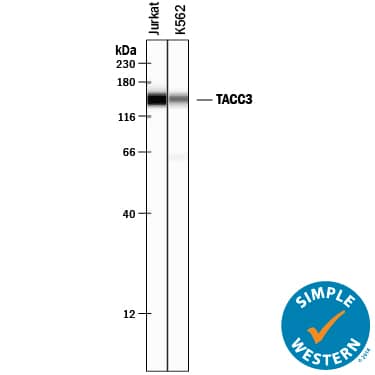 Simple Western TACC3 Antibody [Unconjugated]