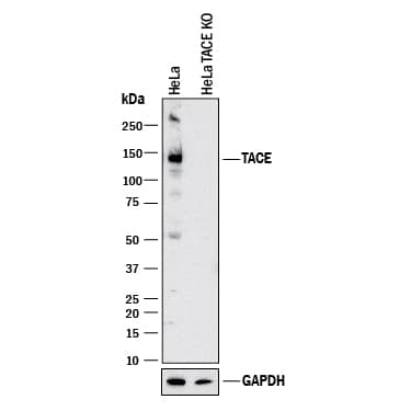 <b>Genetic Strategies Validation. </b>Western blot shows lysates of HeLa human cervical epithelial carcinoma parental cell line and TACE/ADAM17 knockout HeLa cell line (KO). PVDF membrane was probed with 1 µg/mL of Goat Anti-Human TACE/ADAM17 Cytosolic Domain Antigen Affinity-purified Polyclonal Antibody (Catalog # AF2129) followed by HRP-conjugated Anti-Goat IgG Secondary Antibody (Catalog # HAF017). A specific band was detected for TACE/ADAM17 at approximately 140 kDa (as indicated) in the parental HeLa cell line, but is not detectable in knockout HeLa cell line. GAPDH (Catalog # AF5718) is shown as a loading control. This experiment was conducted under reducing conditions and using 1.