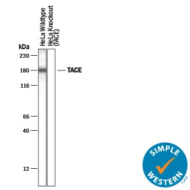 <b>Genetic Strategies Validation. </b>Simple Western lane view shows lysates of HeLa human cervical epithelial carcinoma parental cell line and TACE/ADAM17 knockout HeLa cell line, loaded at 0.2 mg/mL. A specific band was detected for TACE/ADAM17 at approximately 180 kDa (as indicated) in the HeLa parental cell line using 10 µg/mL of Goat Anti-Human TACE/ADAM17 Cytosolic Domain Antigen Affinity-purified Polyclonal Antibody (Catalog # AF2129) followed by 1:50 dilution of HRP-conjugated Anti-Goat IgG Secondary Antibody (Catalog # HAF109). This experiment was conducted under reducing conditions and using the 12-230 kDa separation system.
