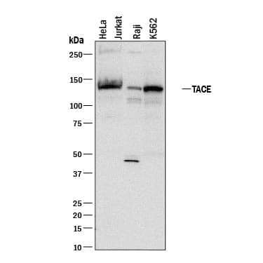 Western blot shows lysates of HeLa human cervical epithelial carcinoma cell line, Jurkat human acute T cell leukemia cell line, Raji human Burkitt's lymphoma cell line, and K562 human chronic myelogenous leukemia cell line. PVDF membrane was probed with 1 µg/mL of Goat Anti-Human TACE/ADAM17 Cytosolic Domain Antigen Affinity-purified Polyclonal Antibody (Catalog # AF2129) followed by HRP-conjugated Anti-Goat IgG Secondary Antibody (Catalog # HAF017). A specific band was detected for TACE/ADAM17 at approximately 140 kDa (as indicated). This experiment was conducted under reducing conditions and using Immunoblot Buffer Group 1.