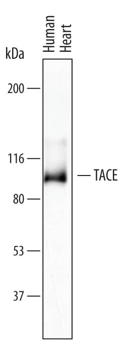 Western blot shows lysates of human heart tissue. PVDF membrane was probed with 1 µg/mL of Goat Anti-Human TACE/ADAM17 Antigen Affinity-purified Polyclonal Antibody (Catalog # AF9301) followed by HRP-conjugated Anti-Goat IgG Secondary Antibody (Catalog # HAF019). A specific band was detected for TACE/ADAM17 at approximately 100 kDa (as indicated). This experiment was conducted under reducing conditions and using Immunoblot Buffer Group 1.