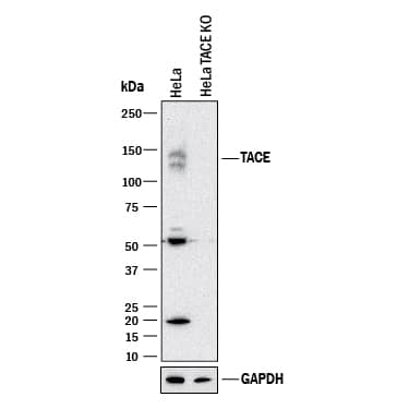 <b>Genetic Strategies Validation. </b>Western blot shows lysates of HeLa human cervical epithelial carcinoma parental cell line and TACE/ADAM17 knockout HeLa cell line (KO). PVDF membrane was probed with 2 µg/mL of Mouse Anti-Human TACE/ADAM17 Cytosolic Domain Monoclonal Antibody (Catalog # MAB21291) followed by HRP-conjugated Anti-Mouse IgG Secondary Antibody (Catalog # HAF018). A specific band was detected for TACE/ADAM17 at approximately 140 kDa (as indicated) in the parental HeLa cell line, but is not detectable in knockout HeLa cell line. GAPDH (Catalog # MAB5718) is shown as a loading control. This experiment was conducted under reducing conditions and using Immunoblot Buffer Group 1.