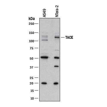 Western blot shows lysates of A549 human lung carcinoma cell line and NTera-2 human testicular embryonic carcinoma cell line. PVDF membrane was probed with 2 µg/mL of Mouse Anti-Human TACE/ADAM17 Cytosolic Domain Monoclonal Antibody (Catalog # MAB21291) followed by HRP-conjugated Anti-Mouse IgG Secondary Antibody (Catalog # HAF018). A specific band was detected for TACE/ADAM17 at approximately 130 kDa (as indicated). This experiment was conducted under reducing conditions and using Immunoblot Buffer Group 1.