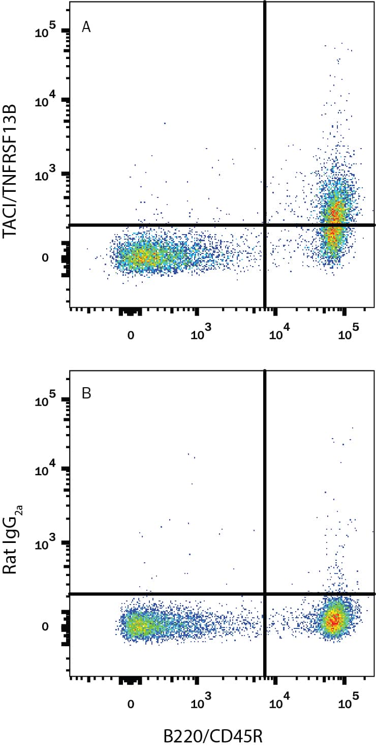 Mouse splenocytes were stained with Rat Anti-Mouse B220/CD45R PE-conjugated Monoclonal Antibody (Catalog # FAB1217P) and either (A) Rat Anti-Mouse TACI/TNFRSF13B APC-conjugated Monoclonal Antibody (Catalog # FAB1041A) or (B) Rat IgG2AAllophycocyanin Isotype Control (Catalog # IC006A). View our protocol for Staining Membrane-associated Proteins.