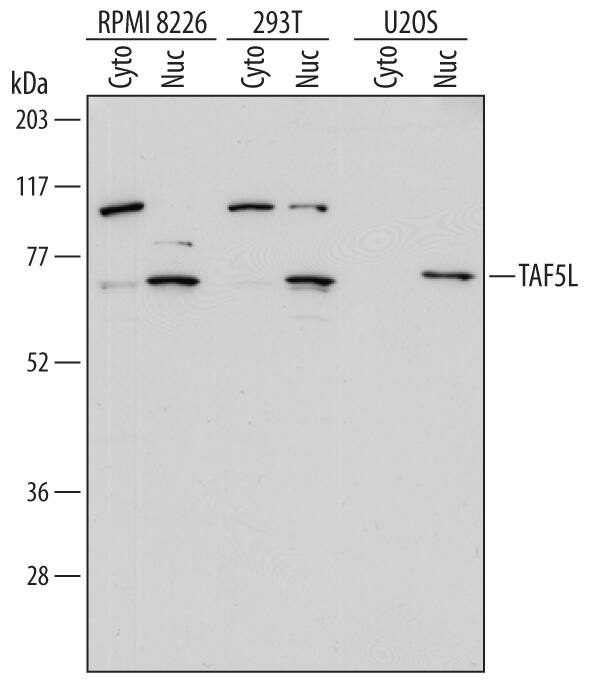 Western blot shows lysates of RPMI 8226 human multiple myeloma cell line, 293T human embryonic kidney cell line, and U2OS human osteosarcoma cell line. Gels were loaded with 20 µg of cytoplasmic (Cyto) and 10 µg of nuclear (Nuc) extracts. PVDF Membrane was probed with 1 µg/mL of Sheep Anti-Human TAF5L Antigen Affinity-purified Polyclonal Antibody (Catalog # AF6785) followed by HRP-conjugated Anti-Sheep IgG Secondary Antibody (Catalog # HAF016). A specific band was detected for TAF5L at approximately 65 kDa (as indicated). This experiment was conducted under reducing conditions and using Immunoblot Buffer Group 1.