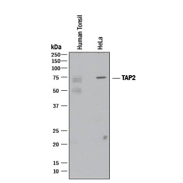 Western blot shows lysates of human tonsil tissue and HeLa human cervical epithelial carcinoma cell line. PVDF membrane was probed with 2 µg/mL of Mouse Anti-Human TAP2 Monoclonal Antibody (Catalog # MAB2432) followed by HRP-conjugated Anti-Mouse IgG Secondary Antibody (Catalog # HAF018). A specific band was detected for TAP2 at approximately 75 kDa (as indicated). This experiment was conducted under reducing conditions and using Immunoblot Buffer Group 1.