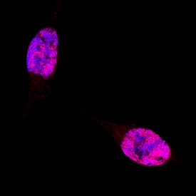Immunocytochemistry TBX3 Antibody [Unconjugated]
