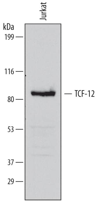Western blot shows lysates of Jurkat human acute T cell leukemia cell line. PVDF membrane was probed with 1 µg/mL of Mouse Anti-Human TCF-12/HTF4 Monoclonal Antibody (Catalog # MAB6928) followed by HRP-conjugated Anti-Mouse IgG Secondary Antibody (Catalog # HAF007). A specific band was detected for TCF-12/HTF4 at approximately 85 kDa (as indicated). This experiment was conducted under reducing conditions and using Immunoblot Buffer Group 1.