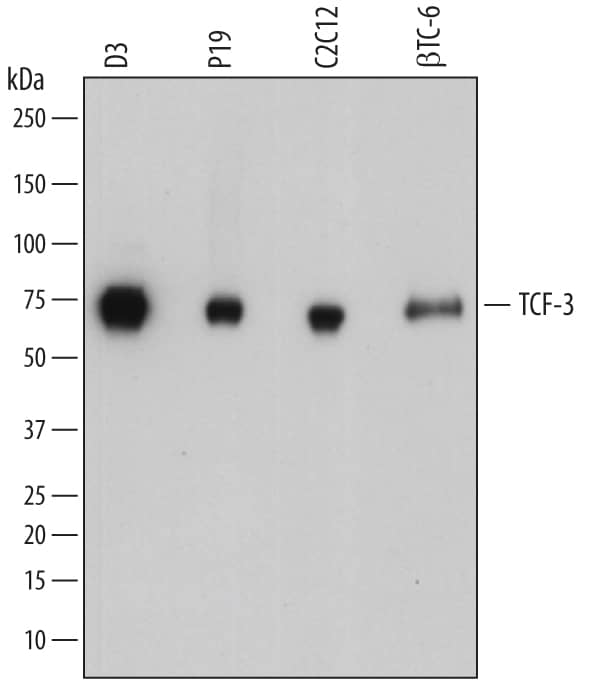 Western blot shows lysates of D3 mouse embryonic stem cell line, P19 mouse embryonal carcinoma cell line, C2C12 mouse myoblast cell line, and  beta TC-6 mouse beta cell insulinoma cell line. PVDF membrane was probed with 0.5 µg/mL of Sheep Anti-Mouse TCF-3/E2A Antigen Affinity-purified Polyclonal Antibody (Catalog # AF7650) followed by HRP-conjugated Anti-Sheep IgG Secondary Antibody (Catalog # HAF016). Specific bands were detected for TCF-3/E2A at approximately 70-75 kDa (as indicated). This experiment was conducted under reducing conditions and using Immunoblot Buffer Group 1.