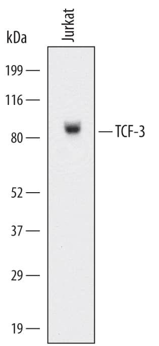 Western blot shows lysates of Jurkat human acute T cell leukemia cell line. PVDF Membrane was probed with 2 µg/mL of Human TCF-3/E2A Monoclonal Antibody (Catalog # MAB44062) overnight at 4oC followed by HRP-conjugated Anti-Mouse IgG Secondary Antibody (Catalog # HAF007). A specific band was detected for TCF-3/E2A at approximately 90 kDa (as indicated). This experiment was conducted under reducing conditions and using Immunoblot Buffer Group 1.