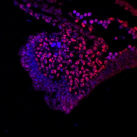 Immunohistochemistry TCF-3/E2A Antibody (826927) [Unconjugated]