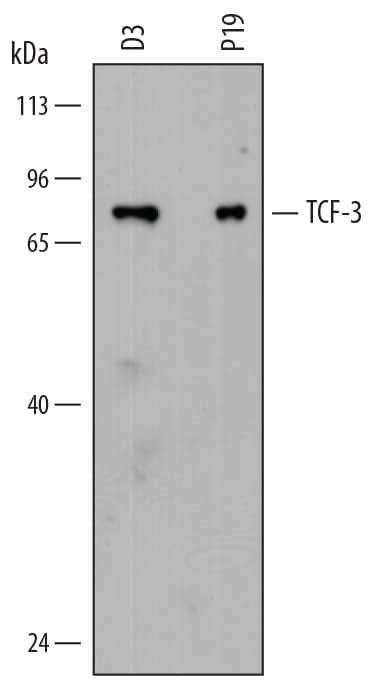 Western Blot TCF-3/E2A Antibody (826927) [Unconjugated]
