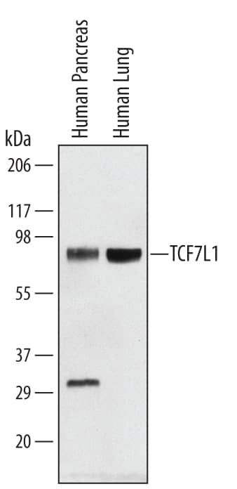 Western Blot TCF7L1/TCF3 Antibody