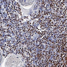 Immunohistochemistry TCF7/TCF1 Antibody [Unconjugated]