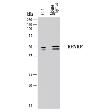 Western Blot TCF7/TCF1 Antibody (812145) [Unconjugated]
